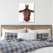 Mannelijke spierAnatomie van de mens Rug 2 Canvas Afdruk (Insitu (Slaapkamer))