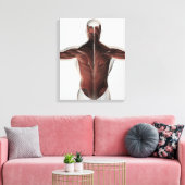 Mannelijke spierAnatomie van de mens Rug 2 Canvas Afdruk (Insitu (Woonkamer))