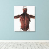 Mannelijke spierAnatomie van de mens Rug 2 Canvas Afdruk (Insitu (Houten vloer))
