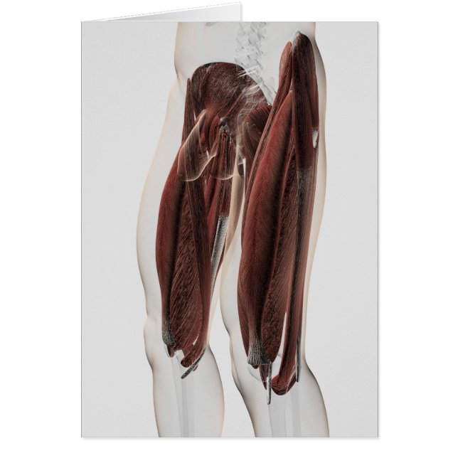 Mannelijke spierAnatomie van de menselijke benen,  (Voorkant)