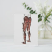 Mannelijke spierAnatomie van de menselijke benen 1 Briefkaart (Staand voorkant)