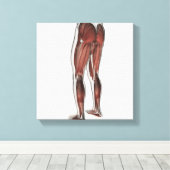 Mannelijke spierAnatomie van de menselijke benen 1 Canvas Afdruk (Insitu (Houten vloer))