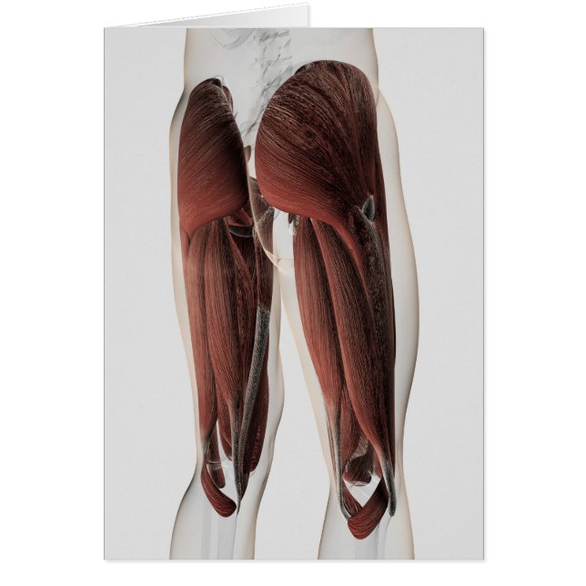 Mannelijke spierAnatomie van de menselijke benen 2 (Voorkant)