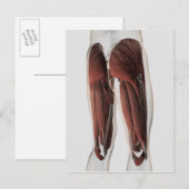 Mannelijke spierAnatomie van de menselijke benen 2 Briefkaart (Voorkant / Achterkant)