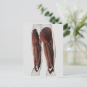 Mannelijke spierAnatomie van de menselijke benen 2 Briefkaart (Staand voorkant)