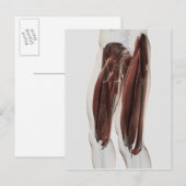 Mannelijke spierAnatomie van de menselijke benen,  Briefkaart (Voorkant / Achterkant)