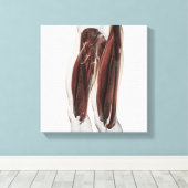 Mannelijke spierAnatomie van de menselijke benen, Canvas Afdruk (Insitu (Houten vloer))