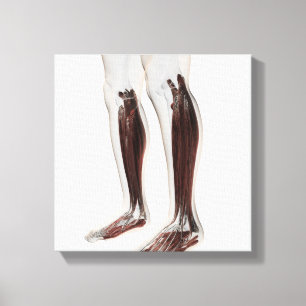Mannelijke spierAnatomie van de menselijke benen,  Canvas Afdruk