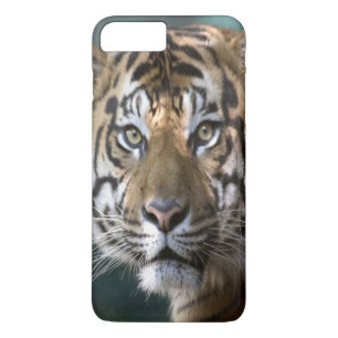 Mannelijke Sumatraanse tijger (Panthera tigris sum iPhone 8/7 Plus Hoesje
