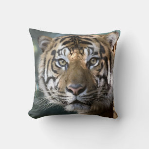 Mannelijke Sumatraanse tijger (Panthera tigris sum Kussen
