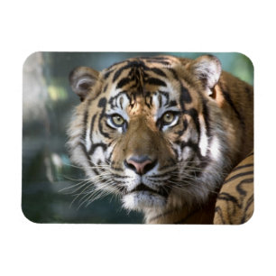 Mannelijke Sumatraanse tijger (Panthera tigris sum Magneet