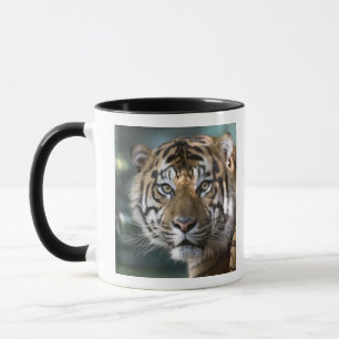 Mannelijke Sumatraanse tijger (Panthera tigris sum Mok
