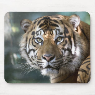 Mannelijke Sumatraanse tijger (Panthera tigris sum Muismat