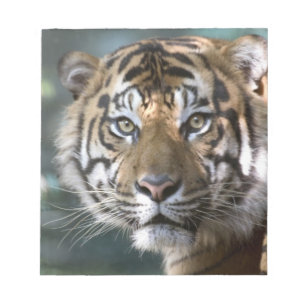 Mannelijke Sumatraanse tijger (Panthera tigris sum Notitieblok