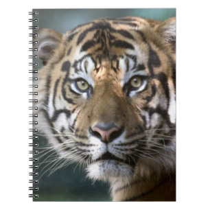 Mannelijke Sumatraanse tijger (Panthera tigris sum Notitieboek