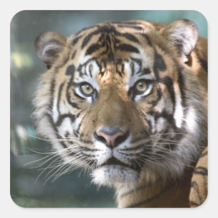 Mannelijke Sumatraanse tijger (Panthera tigris sum Vierkante Sticker