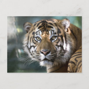 Mannelijke Sumatran Tiger (Panthera tigris sumatra Briefkaart