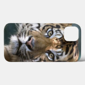 Mannelijke Sumatran Tiger (Panthera tigris sumatra Case-Mate iPhone Case (Achterkant (horizontaal))