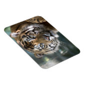 Mannelijke Sumatran Tiger (Panthera tigris sumatra Magneet (Rechterzijde)