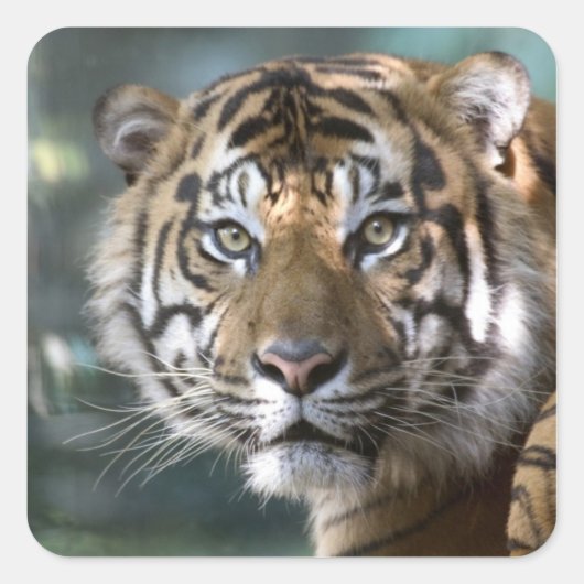 Mannelijke Sumatran Tiger (Panthera tigris sumatra Vierkante Sticker (Voorkant)
