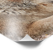 Mannelijke Timber Wolf in Sneeuw Sluiten Foto Afdruk (Hoek)