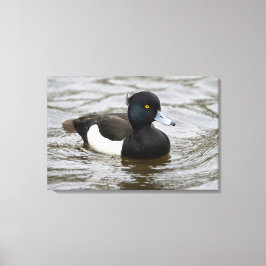 Mannelijke tufted duck canvas afdruk