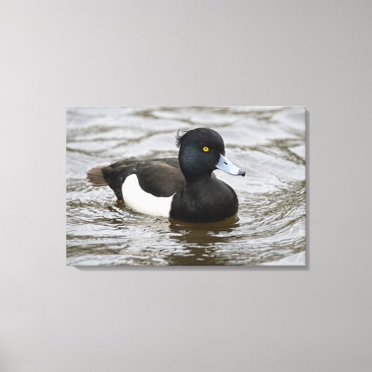 Mannelijke tufted duck canvas afdruk (Voorkant)