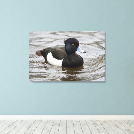Mannelijke tufted duck canvas afdruk (Insitu (Houten vloer))
