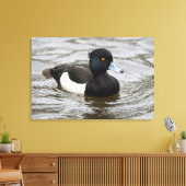 Mannelijke tufted duck canvas afdruk (Insitu (Woonkamer))