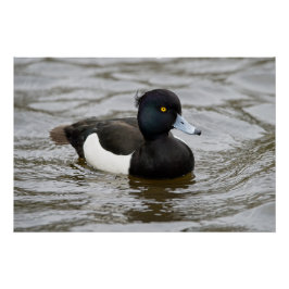 Mannelijke tufted duck perfect poster