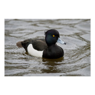 Mannelijke tufted duck perfect poster