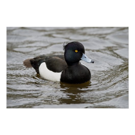 Mannelijke tufted duck perfect poster (Voorkant)