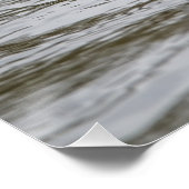 Mannelijke tufted duck perfect poster (Hoek)