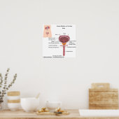 Mannelijke urineorganen, schema van het etiket. poster (Keuken)