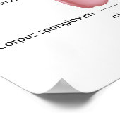 Mannelijke voortplantingsorganen, dorsale uitzicht poster (Hoek)