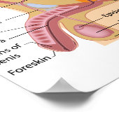Mannelijke voortplantingsorganen sagittaal, gelabe poster (Hoek)