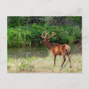 Mannelijke wapiti in het National Bison Range, Mon Briefkaart