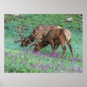Mannelijke wapiti's Rocky Mountain National Park,  Poster
