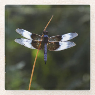 Mannelijke weduwe skimmer Dragonfly Glazen Onderzetter