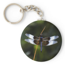 Mannelijke weduwe skimmer Dragonfly