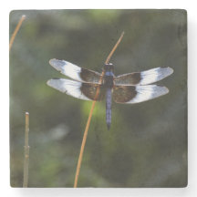 Mannelijke weduwe skimmer Dragonfly