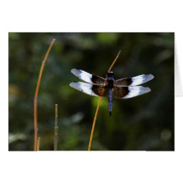 Mannelijke weduwnaar Skimmer dragonfly op een stok