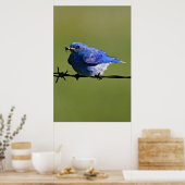 Mannelijke Westerne blauwvogel met buik Poster (Keuken)
