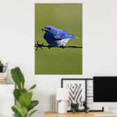 Mannelijke Westerne blauwvogel met buik Poster (Thuiskantoor)