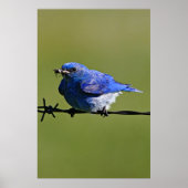 Mannelijke Westerne blauwvogel met buik Poster (Voorkant)