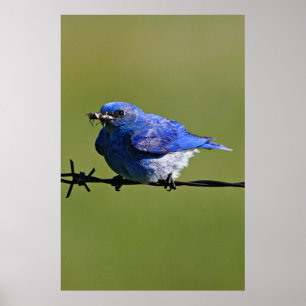 Mannelijke Westerne blauwvogel met buik Poster