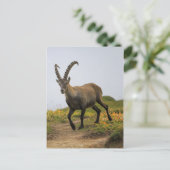 Mannelijke wilde alpiene, capra ibex of steinbock briefkaart (Staand voorkant)