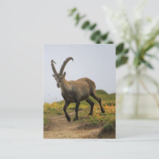 Mannelijke wilde alpiene, capra ibex of steinbock briefkaart (Staand voorkant)