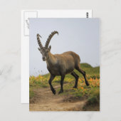 Mannelijke wilde alpiene, capra ibex of steinbock briefkaart (Voorkant / Achterkant)