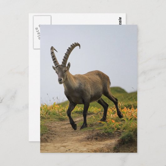Mannelijke wilde alpiene, capra ibex of steinbock briefkaart (Voorkant / Achterkant)